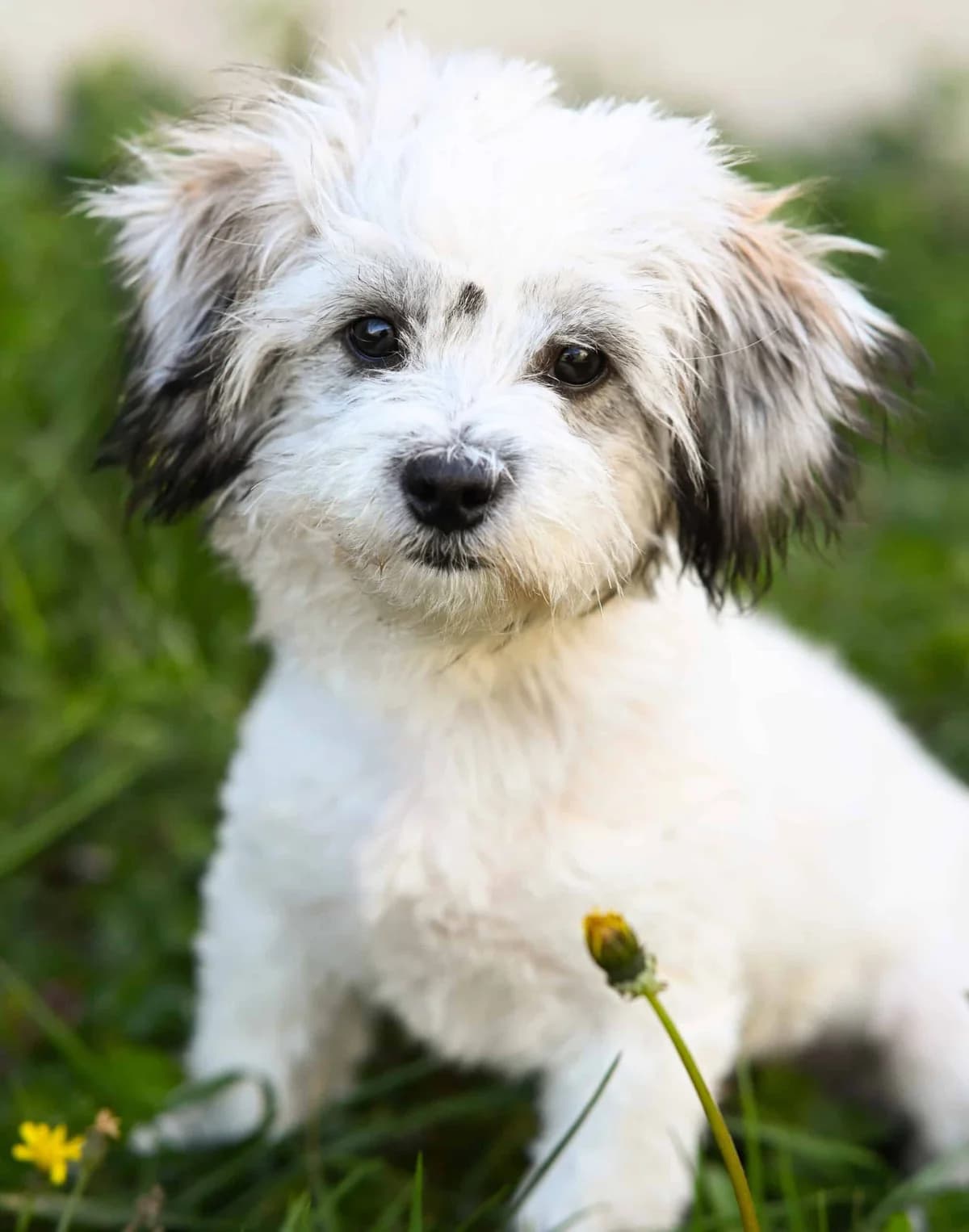 Kuzco, male Mixed Breed for adoption at TierQuarTier Wien, Vienna