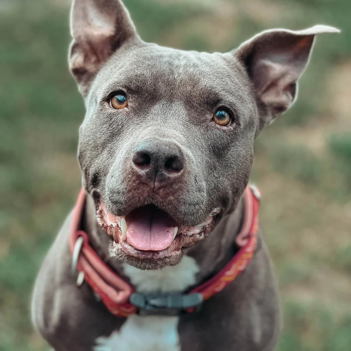 Laila, female American Staffordshire Terrier for adoption at TierQuarTier Wien, Vienna
