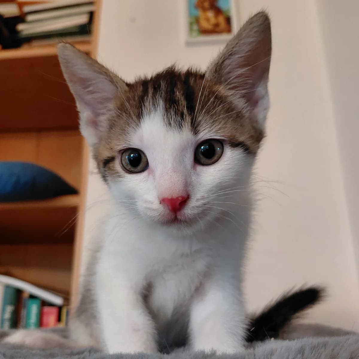 Lightning (und Hook), male mixed breed for adoption at TierQuarTier Wien, Vienna