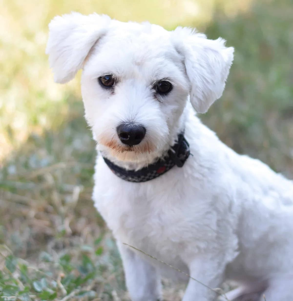 Limoncello, male Maltese for adoption at TierQuarTier Wien, Vienna