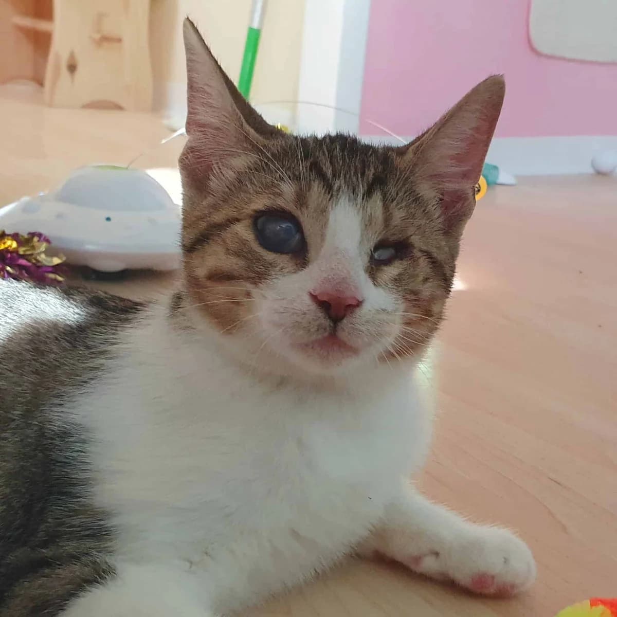 Linchen (und Fee), female mixed breed for adoption at TierQuarTier Wien, Vienna