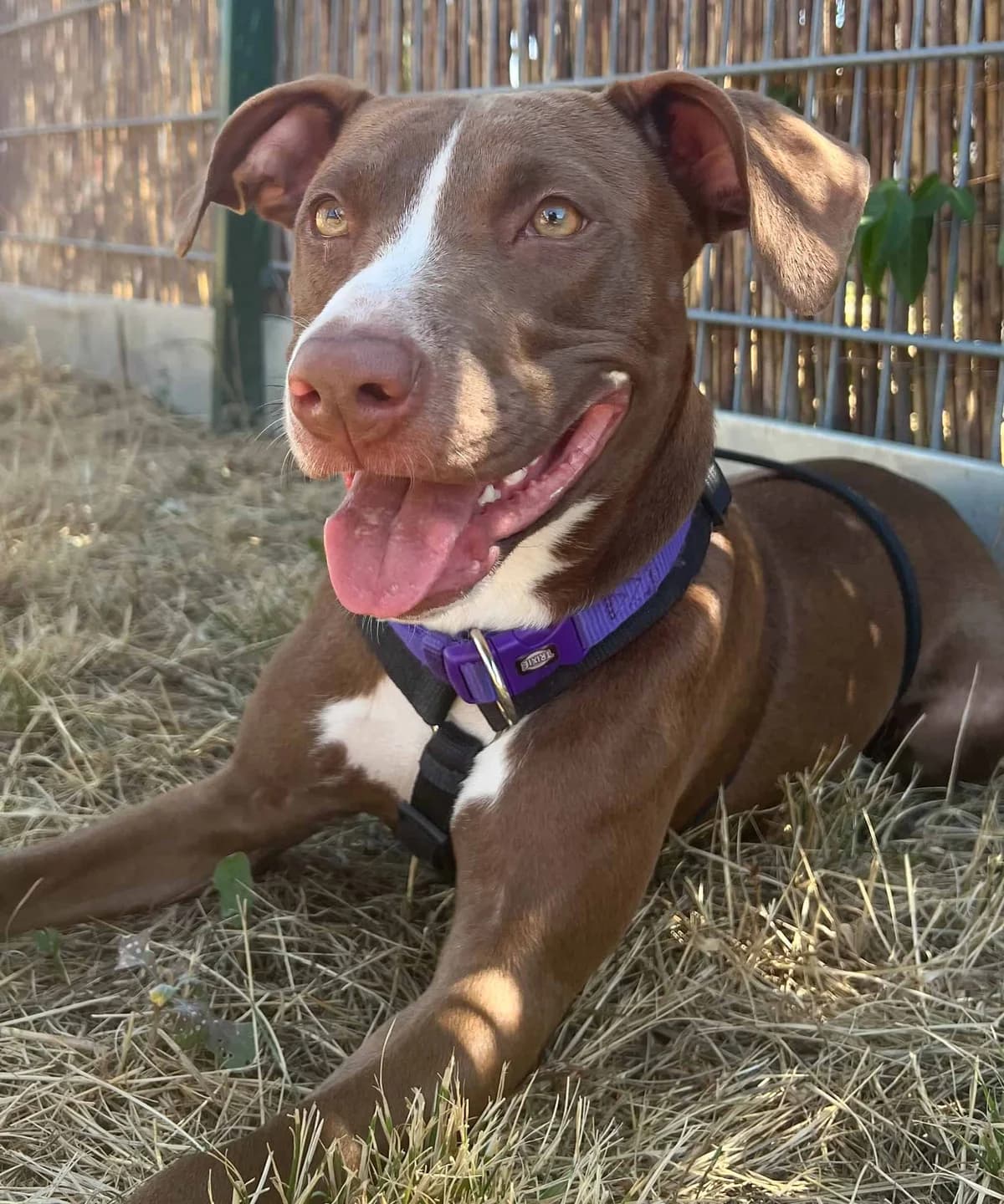 Lola, female American Staffordshire Terrier for adoption at TierQuarTier Wien, Vienna
