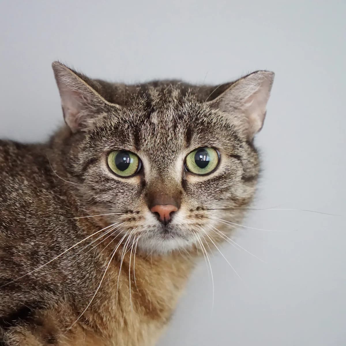 Lorry, female mixed breed for adoption at TierQuarTier Wien, Vienna