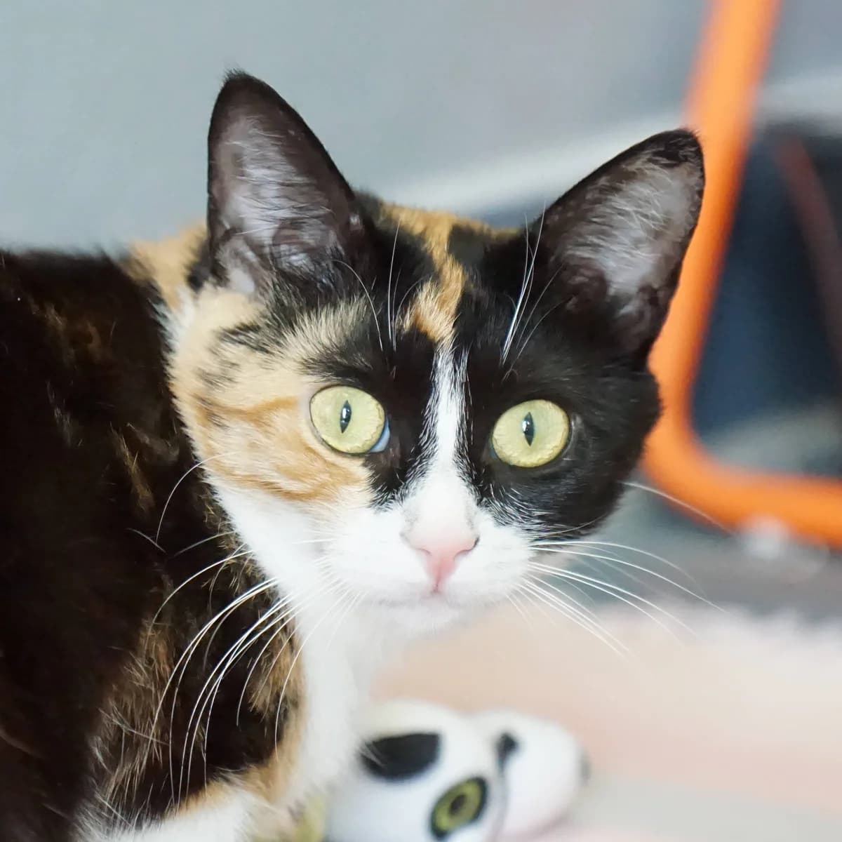 Lucy, female mixed breed for adoption at TierQuarTier Wien, Vienna