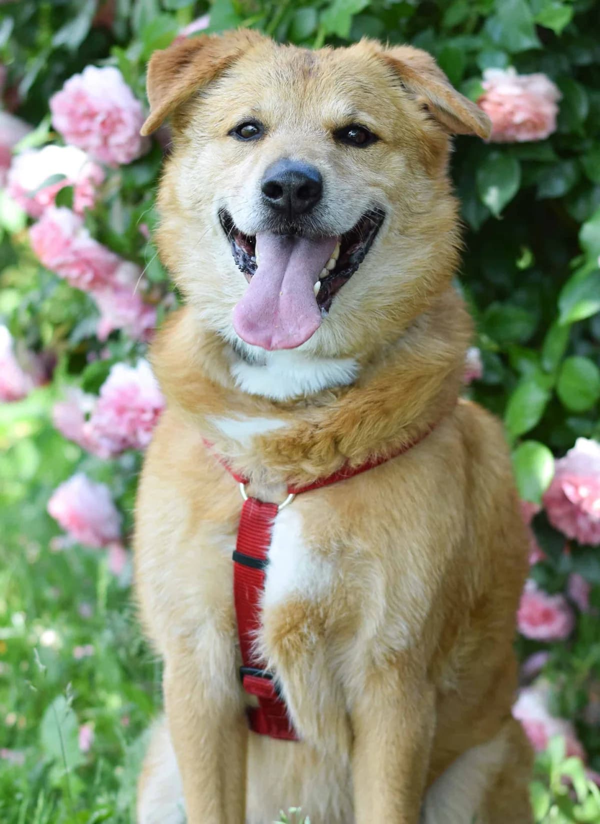 Maroni, male Mixed Breed for adoption at TierQuarTier Wien, Vienna