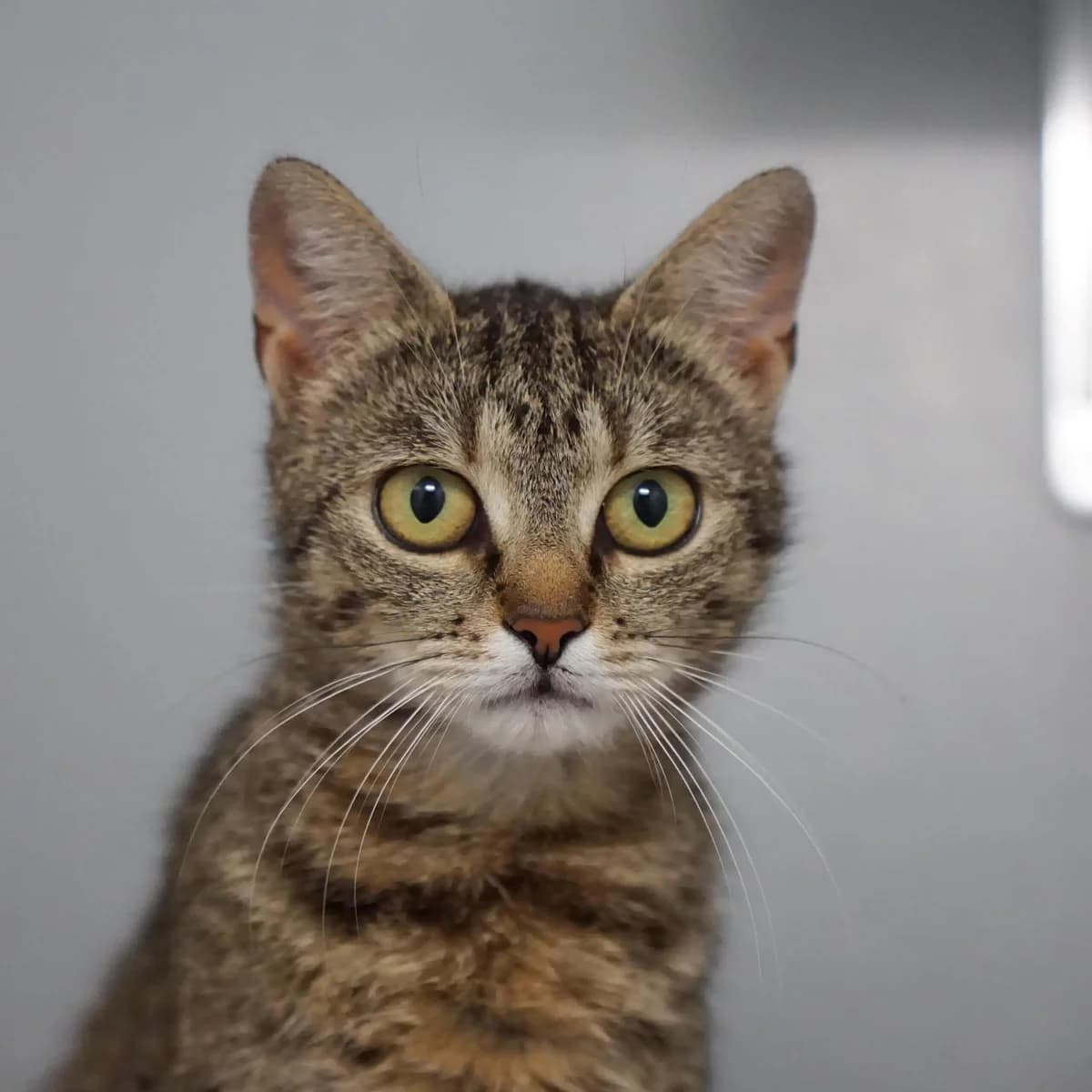 Marry, female mixed breed for adoption at TierQuarTier Wien, Vienna