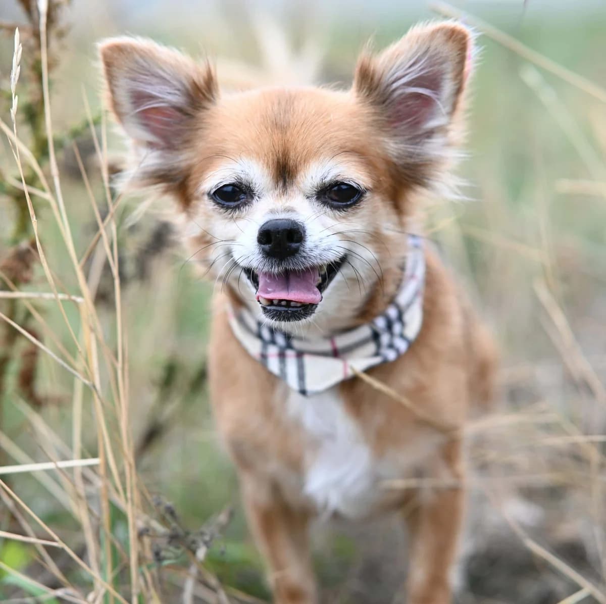 Mausi, female Chihuahua for adoption at TierQuarTier Wien, Vienna
