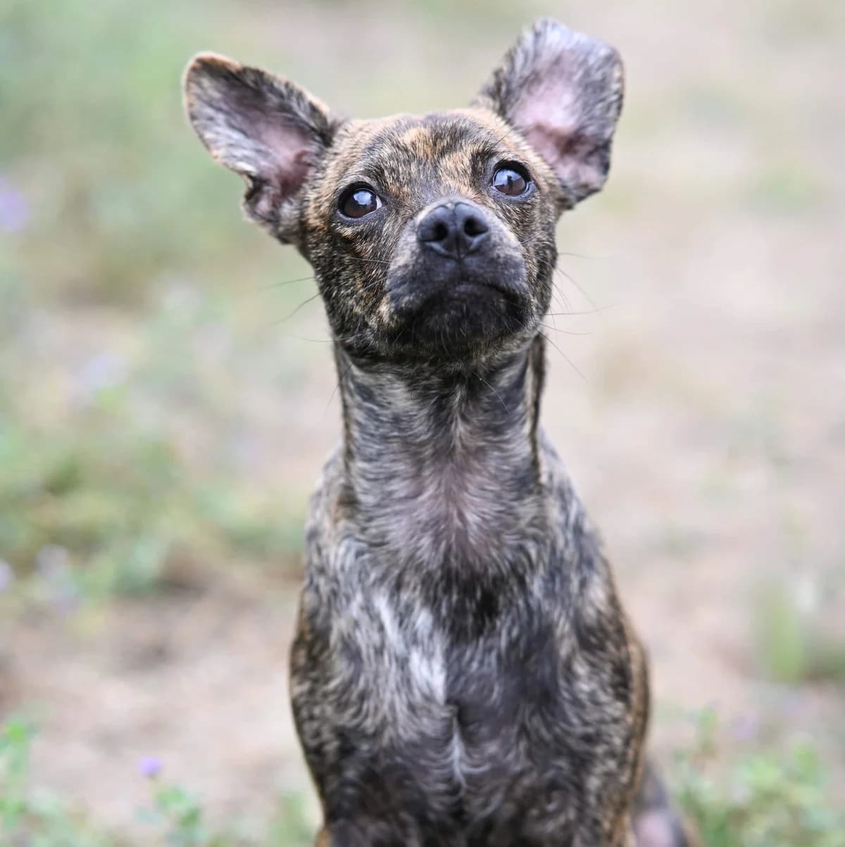Medo, male Mixed Breed for adoption at TierQuarTier Wien, Vienna