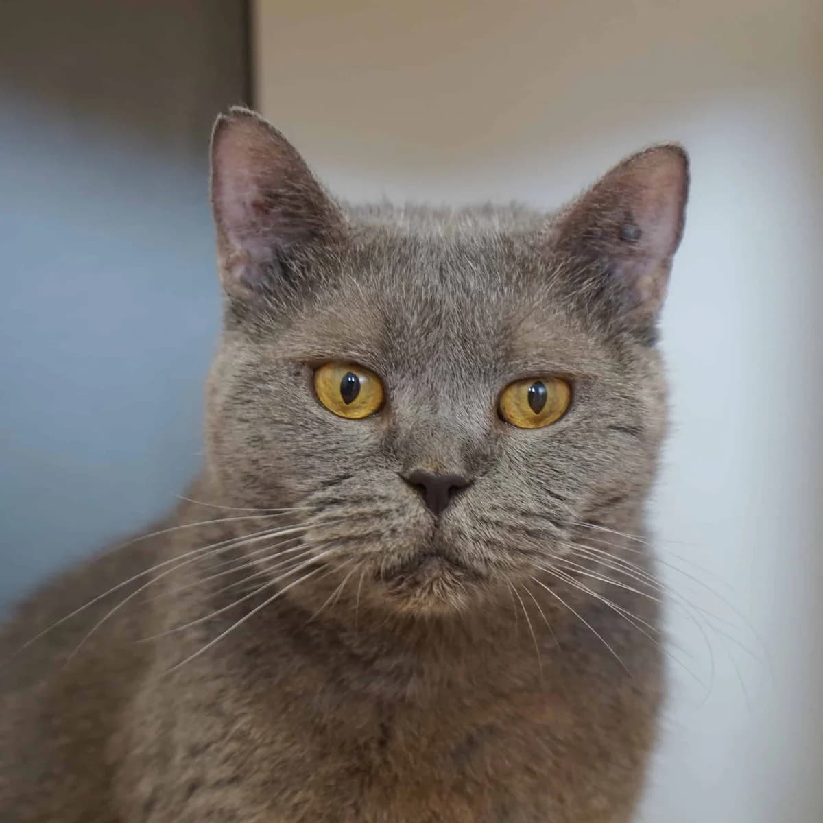 Mini, female British Shorthair for adoption at TierQuarTier Wien, Vienna