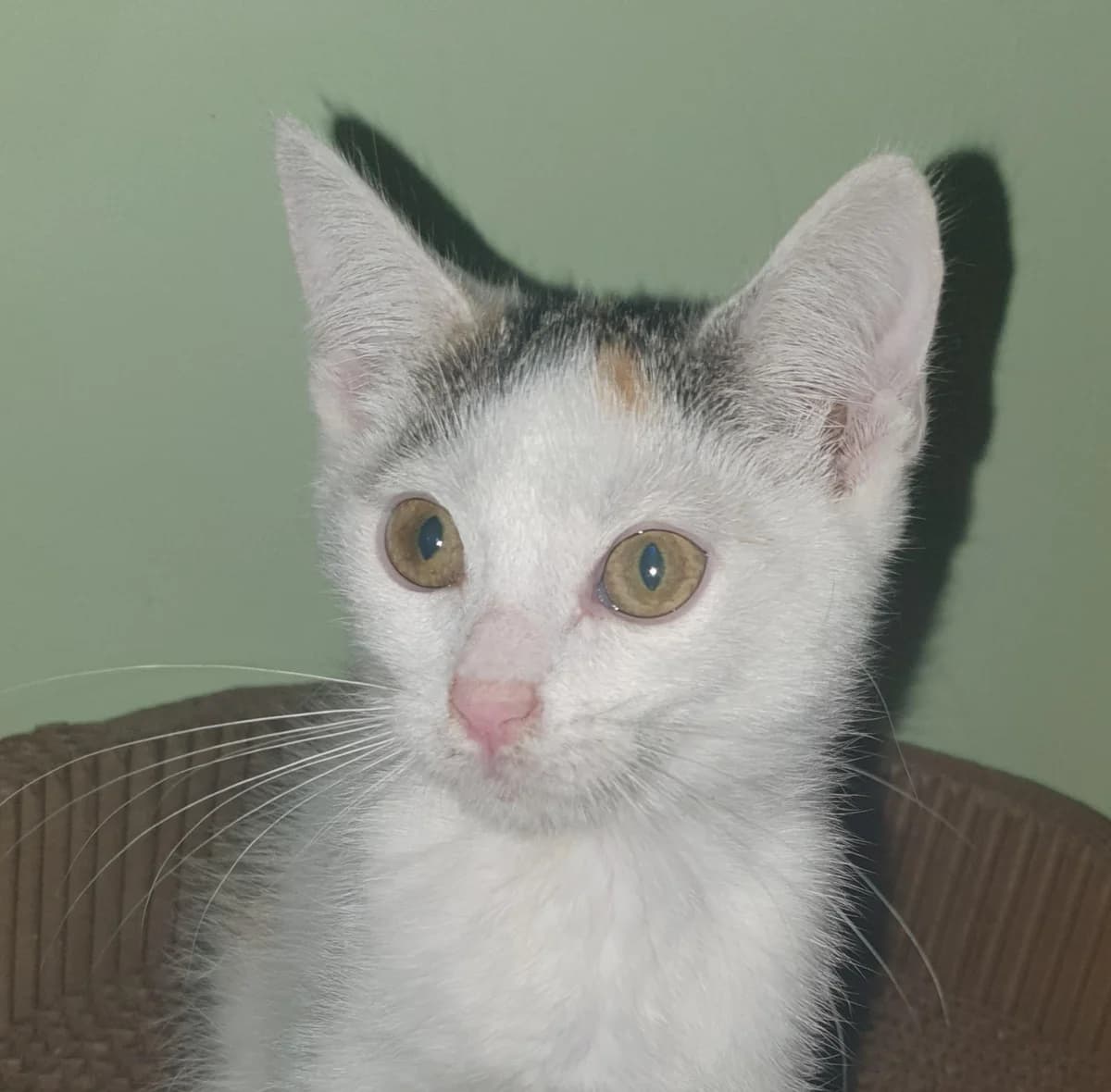 Molly (und Pixie), female mixed breed for adoption at TierQuarTier Wien, Vienna