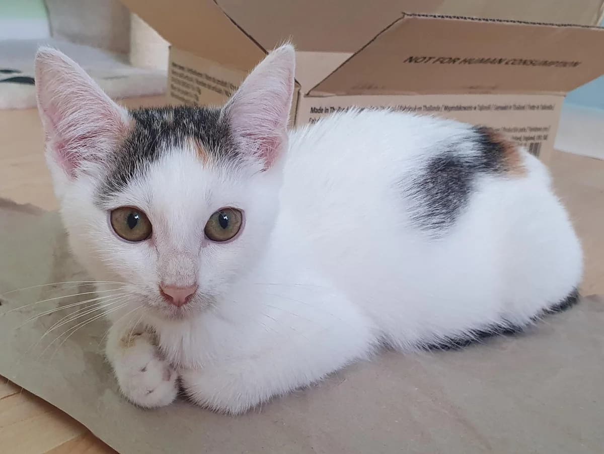 Molly (und Pixie), female mixed breed for adoption at TierQuarTier Wien, Vienna