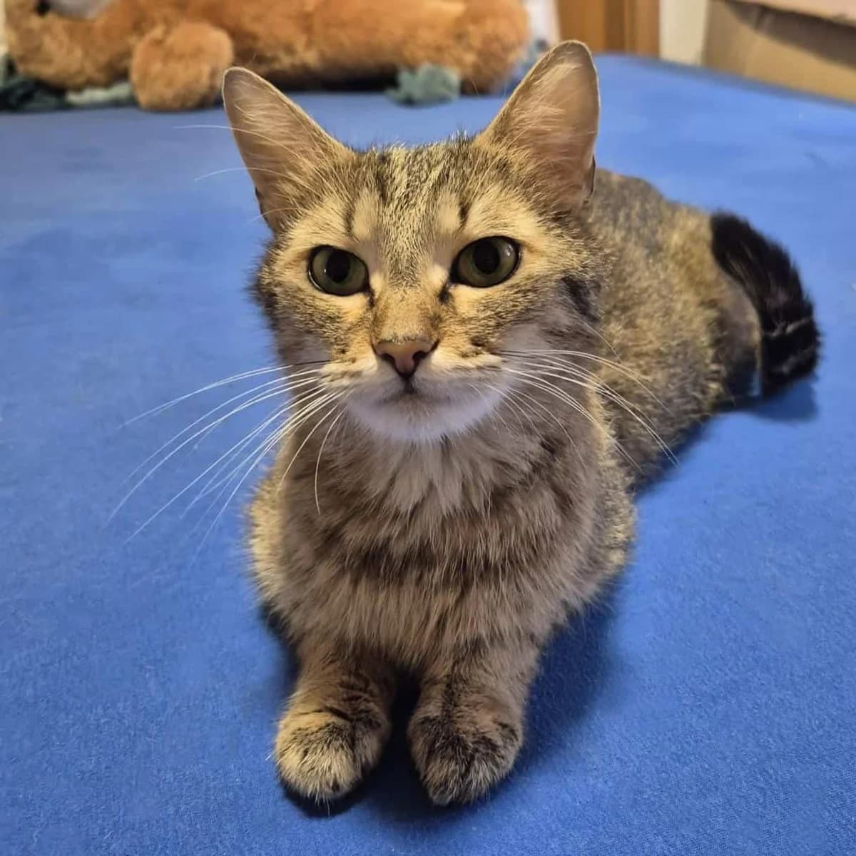 Moni (und Rumi), female mixed breed for adoption at TierQuarTier Wien, Vienna