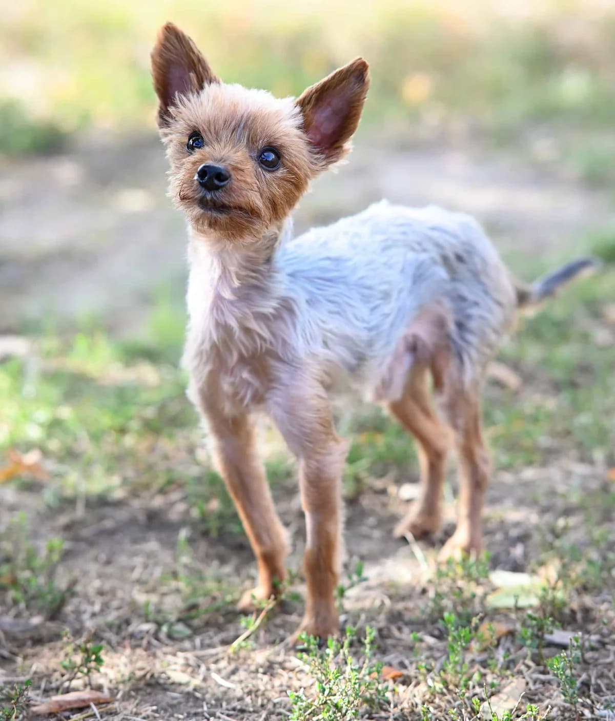 Nepomuk, male Yorkshire Terrier for adoption at TierQuarTier Wien, Vienna