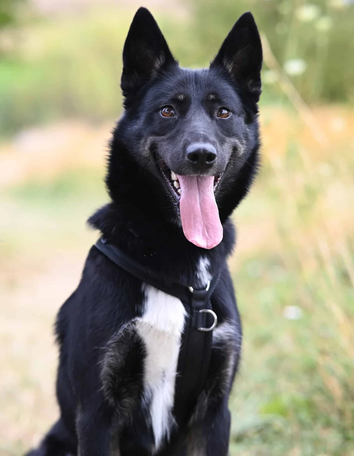 Nova, female German Shepherd for adoption at TierQuarTier Wien, Vienna