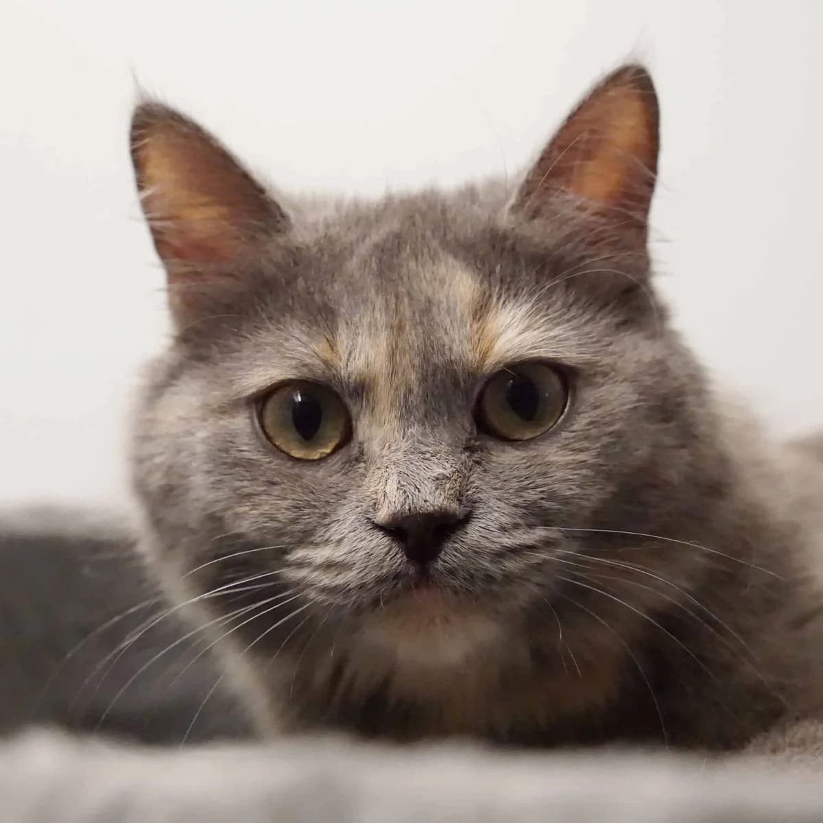 Nyoko (und Fenrir), female mixed breed for adoption at TierQuarTier Wien, Vienna