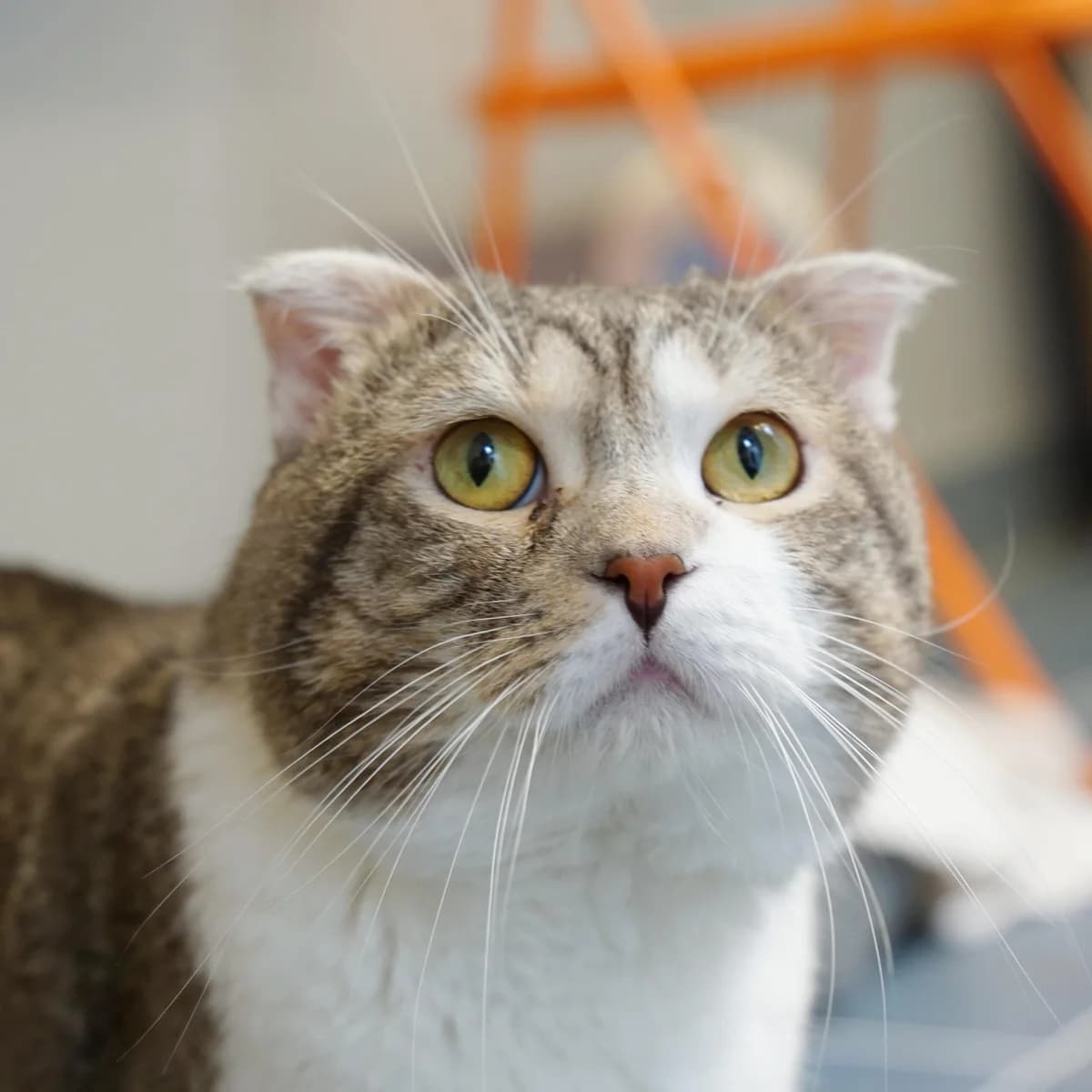 Obelix (& Asterix), male Scottish Fold for adoption at TierQuarTier Wien, Vienna