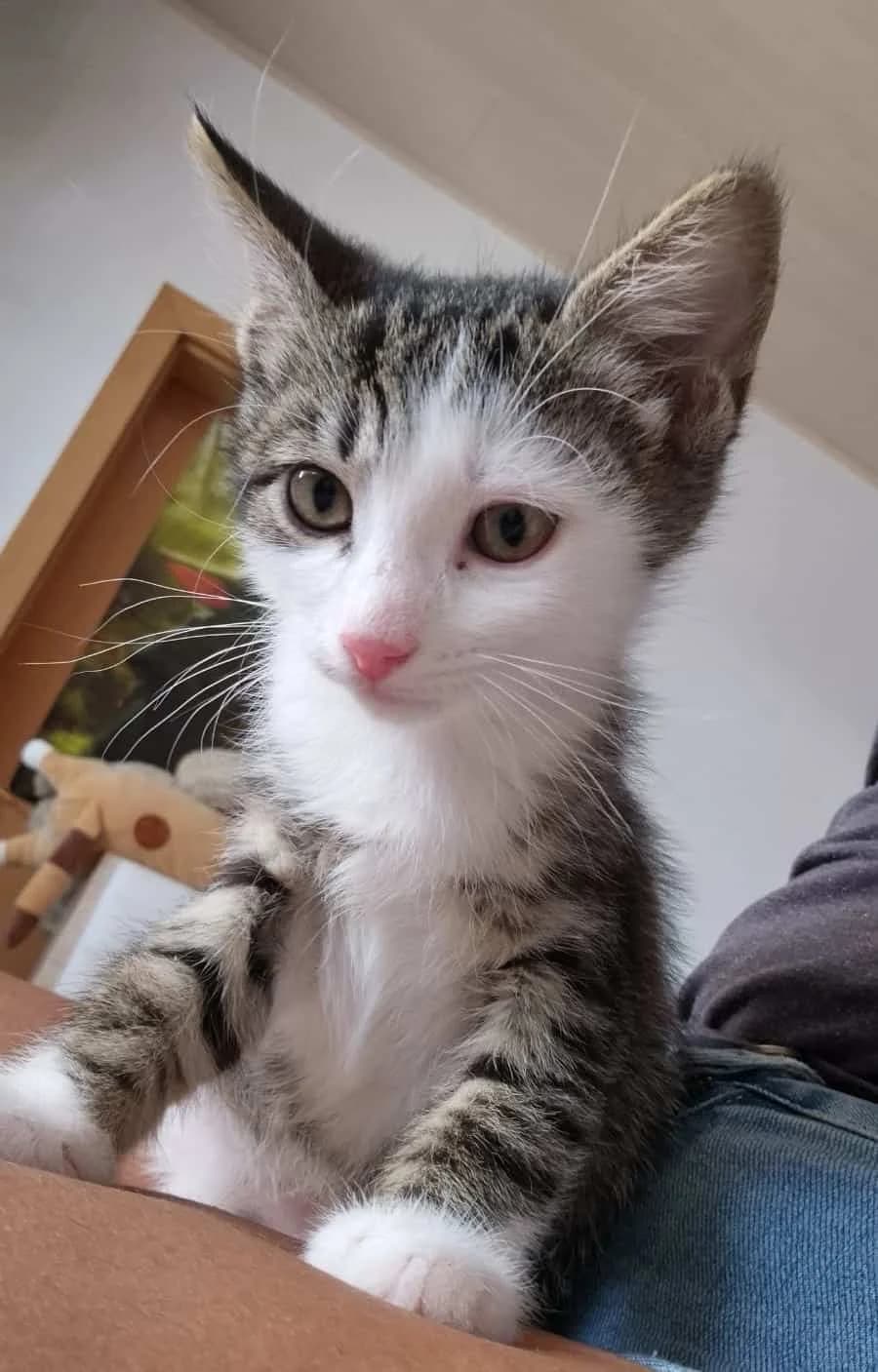 Oreo und seine Geschwister, male mixed breed for adoption at TierQuarTier Wien, Vienna