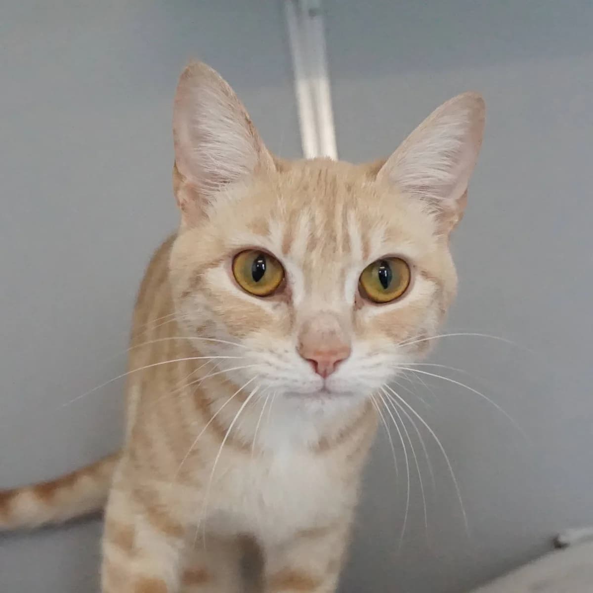 Osasuna, female mixed breed for adoption at TierQuarTier Wien, Vienna