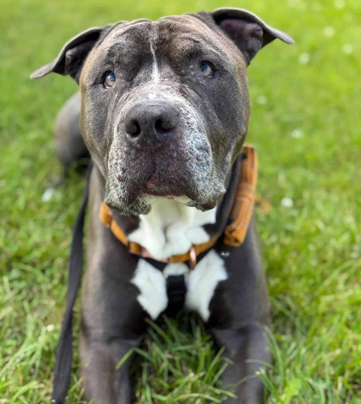 Paolo, male American Staffordshire Terrier for adoption at TierQuarTier Wien, Vienna