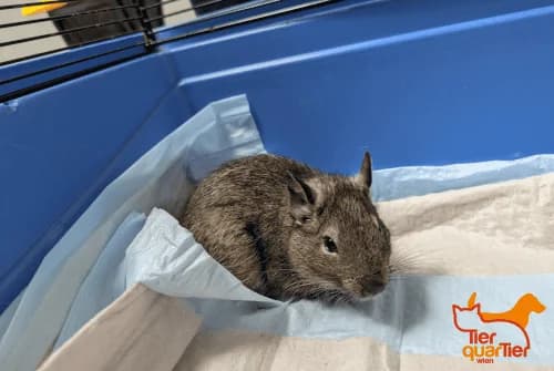 Pennywise (und Pagliacci), Mixed Breed for adoption at TierQuarTier Wien, Vienna