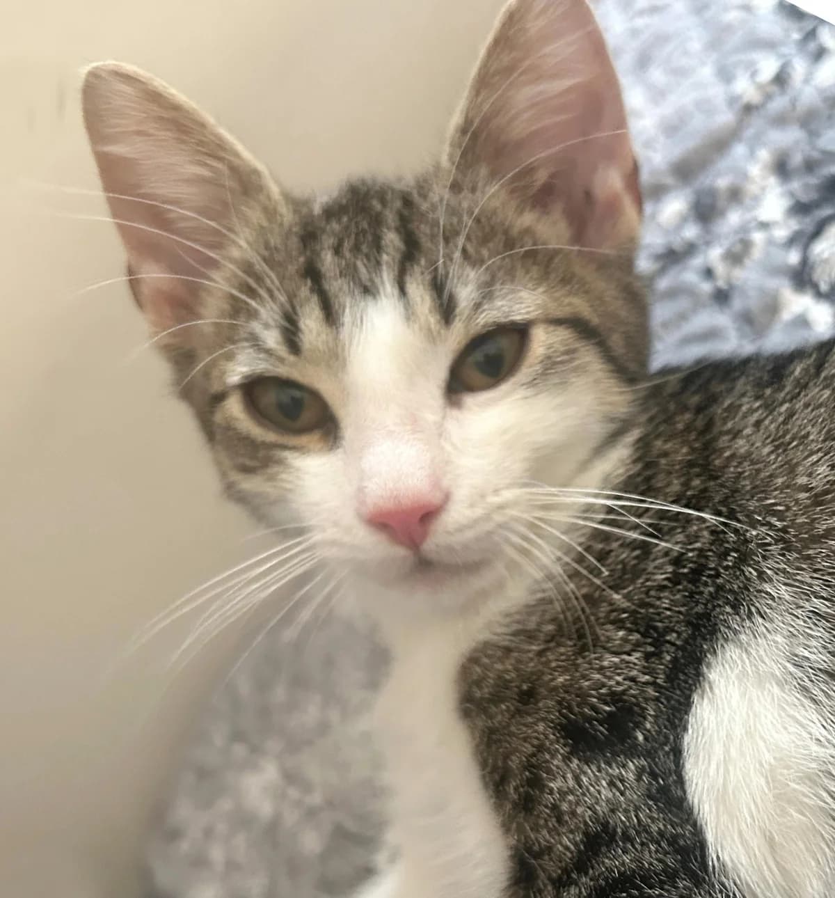Piepsi, female mixed breed for adoption at TierQuarTier Wien, Vienna