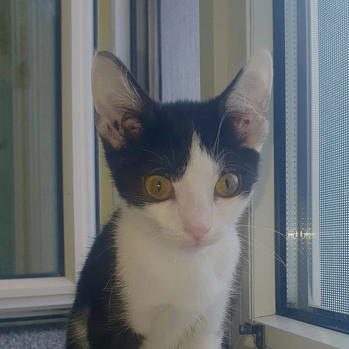Pixie (und Molly), female mixed breed for adoption at TierQuarTier Wien, Vienna
