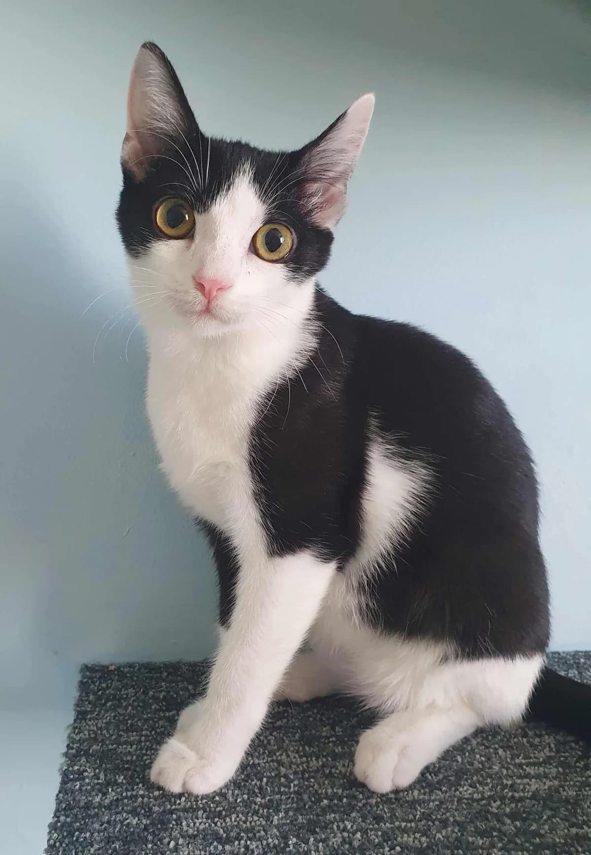 Pixie (und Molly), female mixed breed for adoption at TierQuarTier Wien, Vienna