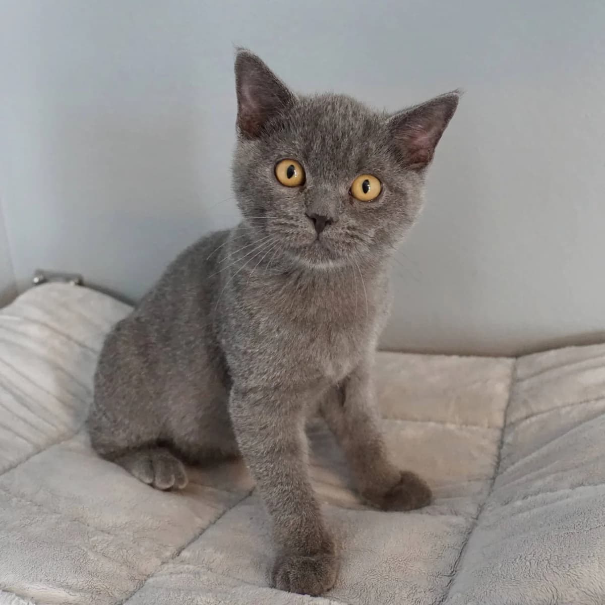 Poe (und Kelly), male Scottish Fold for adoption at TierQuarTier Wien, Vienna