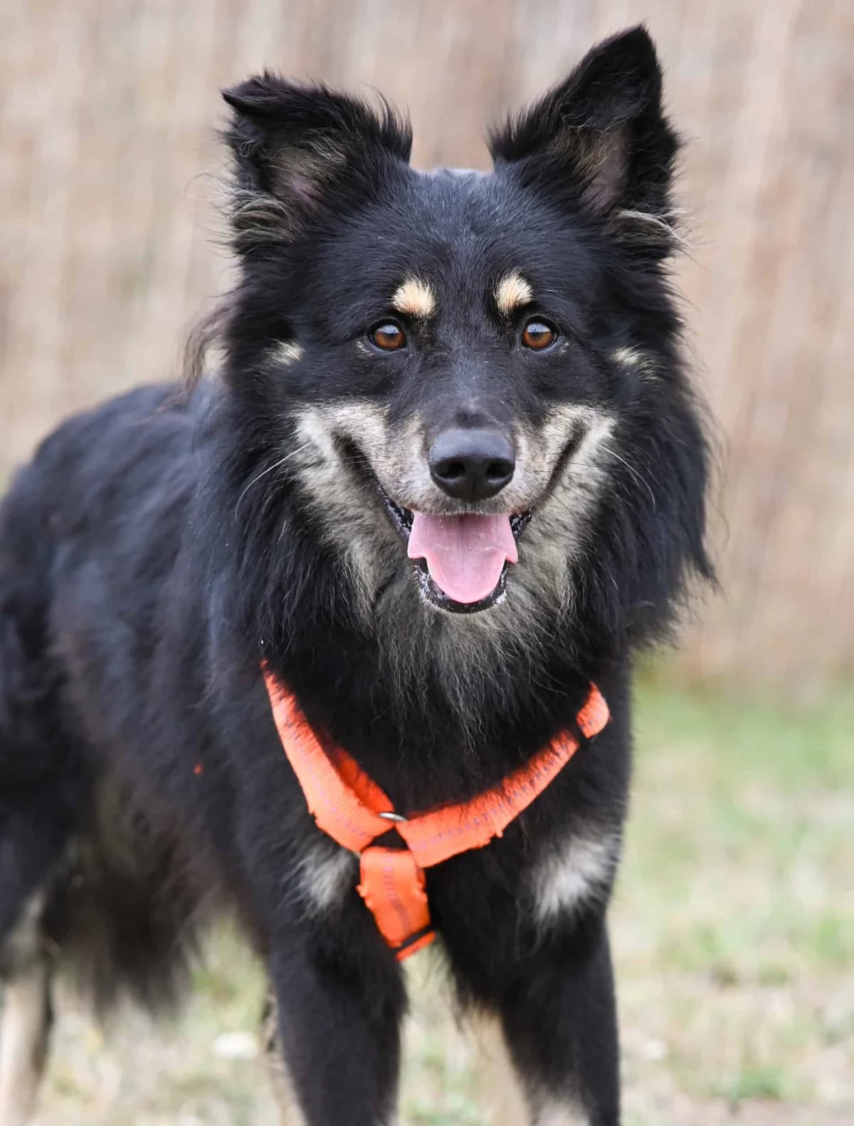 Prinz, male Mixed Breed for adoption at TierQuarTier Wien, Vienna