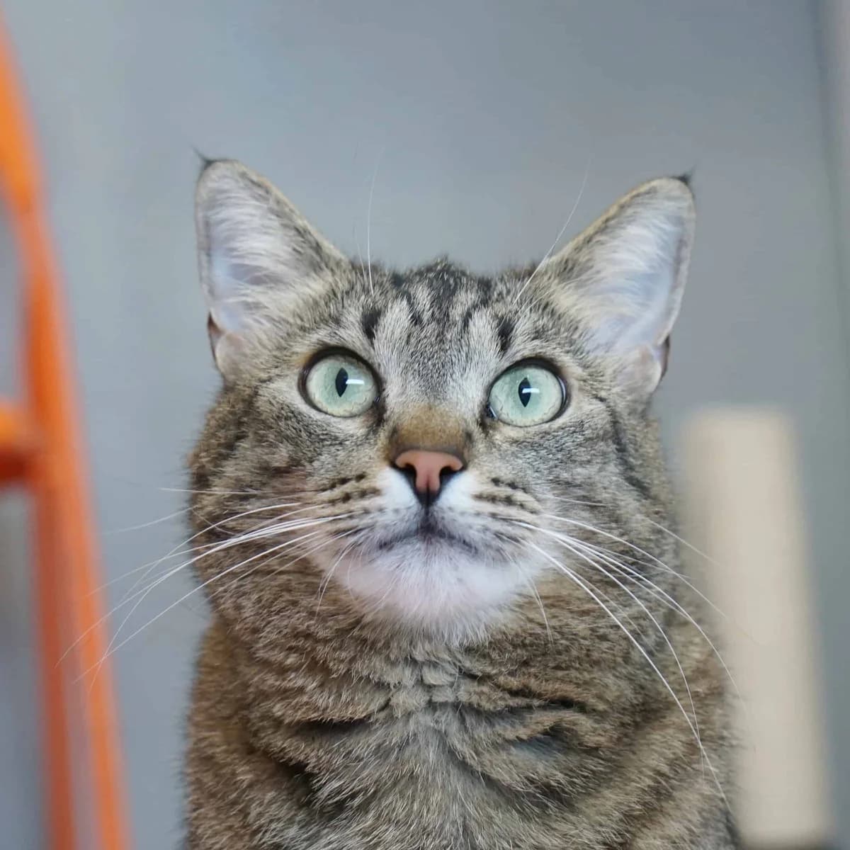 Pummeline, female mixed breed for adoption at TierQuarTier Wien, Vienna