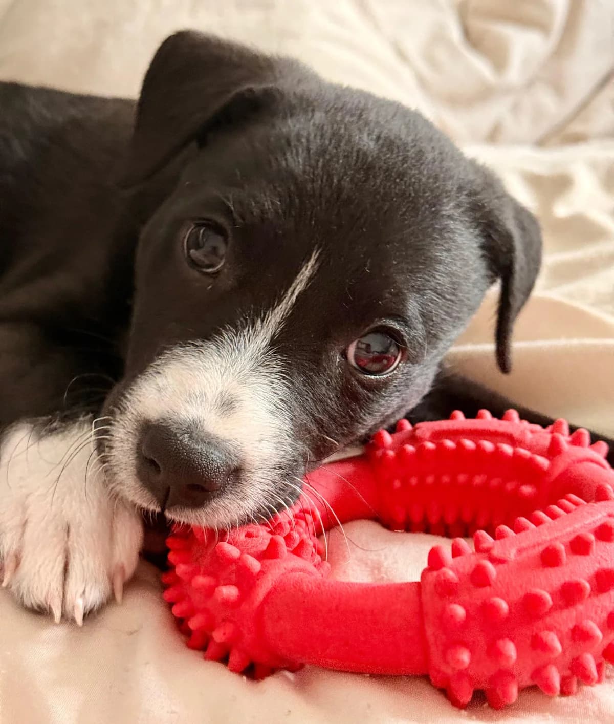 Rain, female Staffordshire Bull Terrier for adoption at TierQuarTier Wien, Vienna