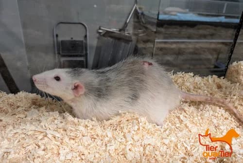 Robert, Mixed Breed for adoption at TierQuarTier Wien, Vienna