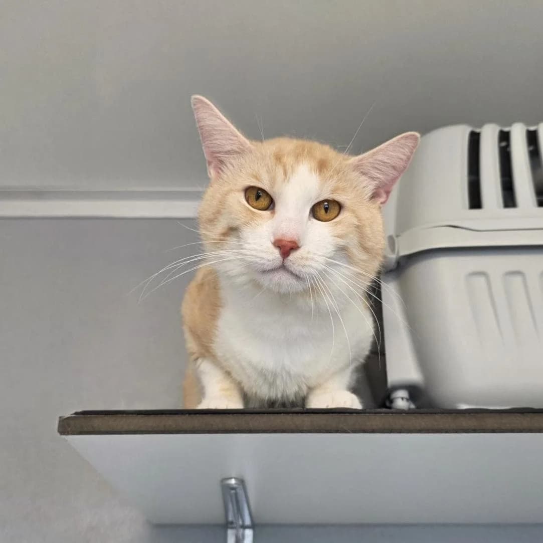 Robin, male mixed breed for adoption at TierQuarTier Wien, Vienna
