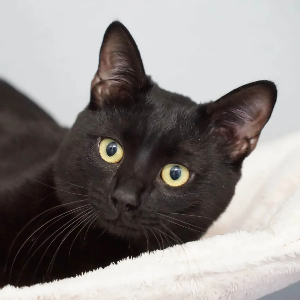 Sabellian, male mixed breed for adoption at TierQuarTier Wien, Vienna