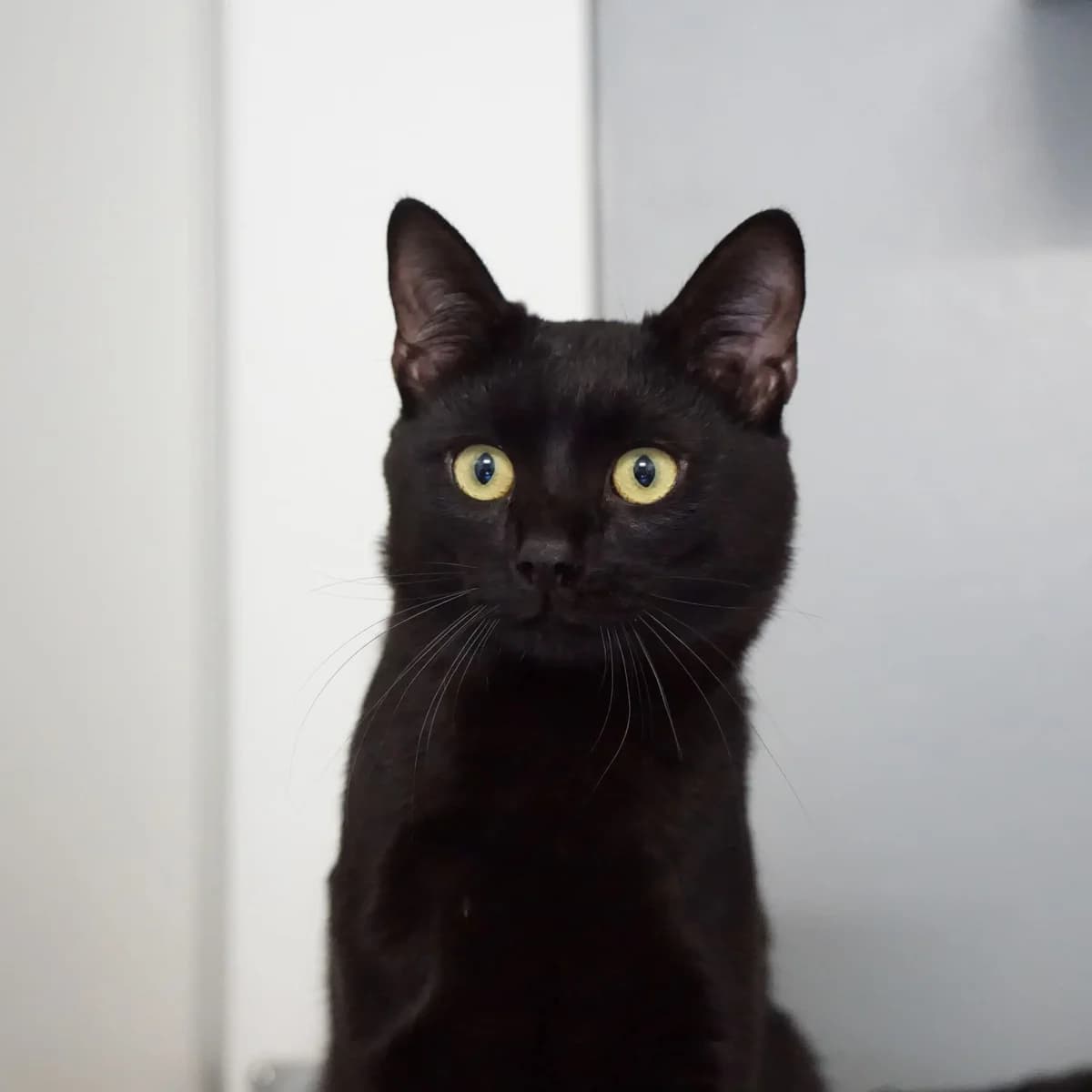 Sabellian, male mixed breed for adoption at TierQuarTier Wien, Vienna