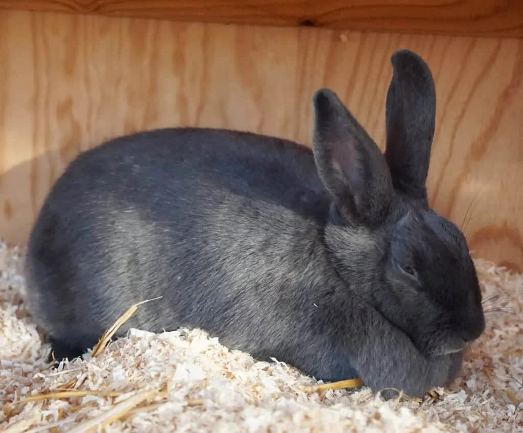 Sabinerle (und Sir Henry), Mixed Breed for adoption at TierQuarTier Wien, Vienna