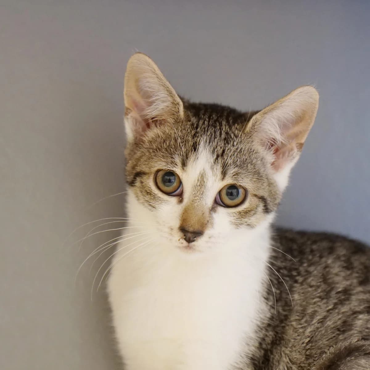 Savina (und Fatalii), female mixed breed for adoption at TierQuarTier Wien, Vienna