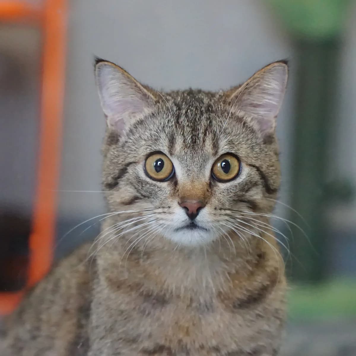 Schokodrop, male mixed breed for adoption at TierQuarTier Wien, Vienna