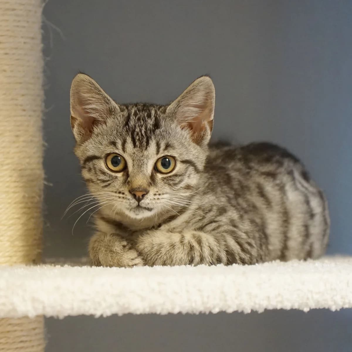 Serrano (und Cumari), male mixed breed for adoption at TierQuarTier Wien, Vienna