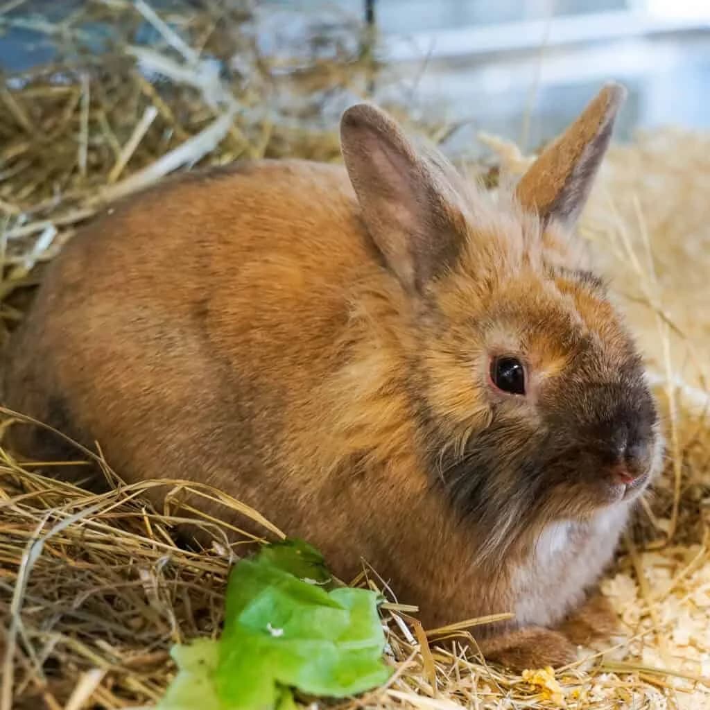 Sir Henry (und Sabinerle), Mixed Breed for adoption at TierQuarTier Wien, Vienna
