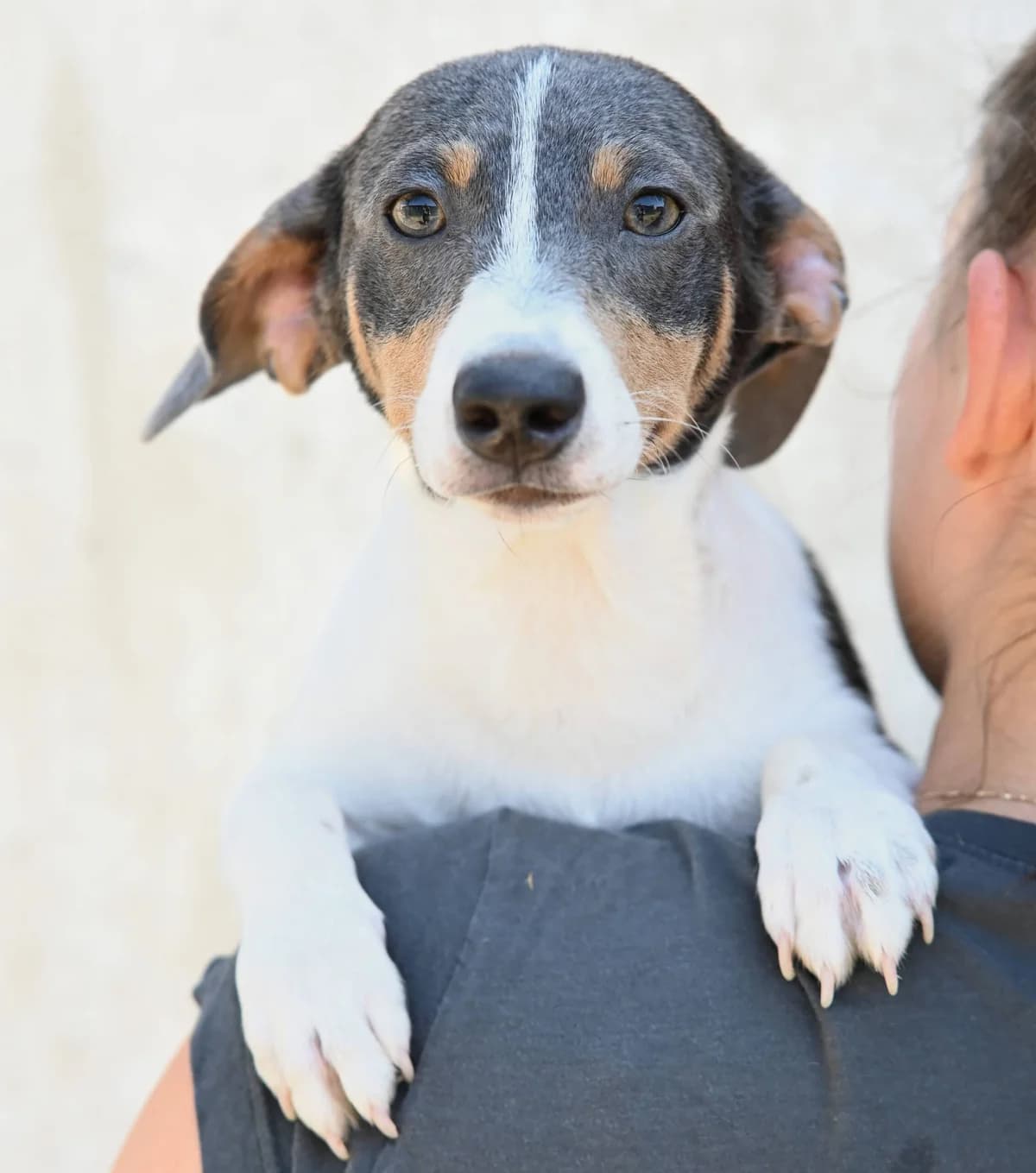 Skittles, male Dachshund for adoption at TierQuarTier Wien, Vienna