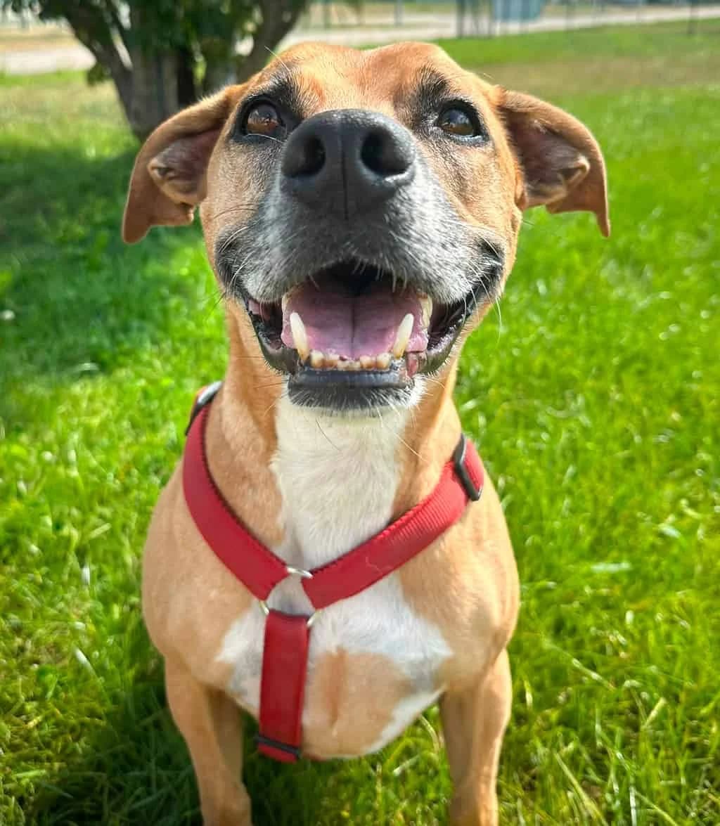 Spike, male American Staffordshire Terrier for adoption at TierQuarTier Wien, Vienna