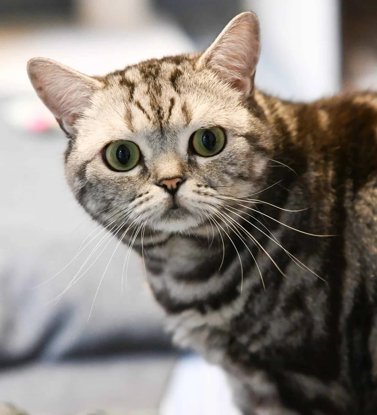 Stracciatella (und Gelato), female Mixed Breed for adoption at TierQuarTier Wien, Vienna