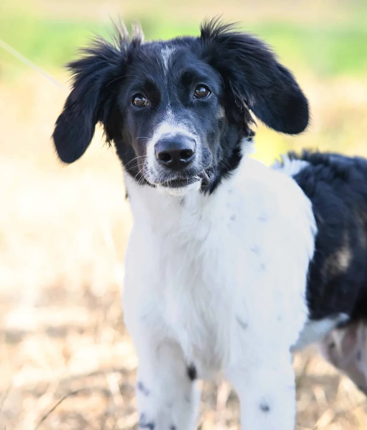 Sunny, male Mixed Breed for adoption at TierQuarTier Wien, Vienna