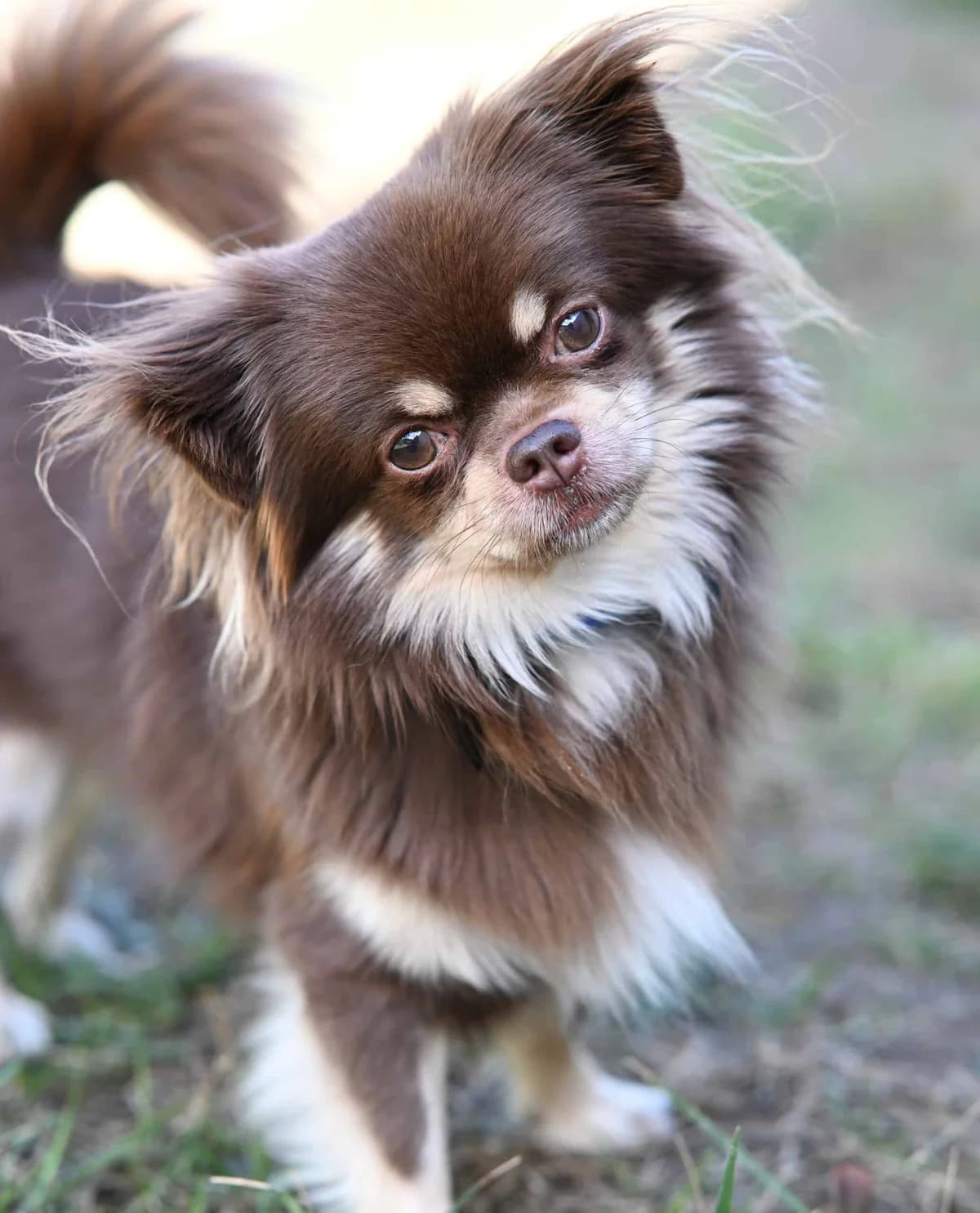 Tiramisu, male Chihuahua for adoption at TierQuarTier Wien, Vienna