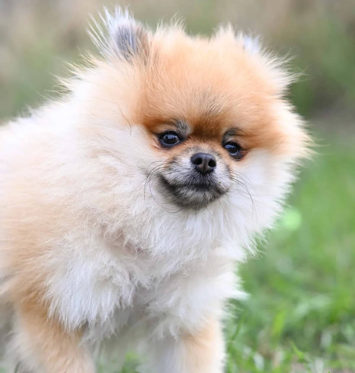 Titus, male Pomeranian for adoption at TierQuarTier Wien, Vienna