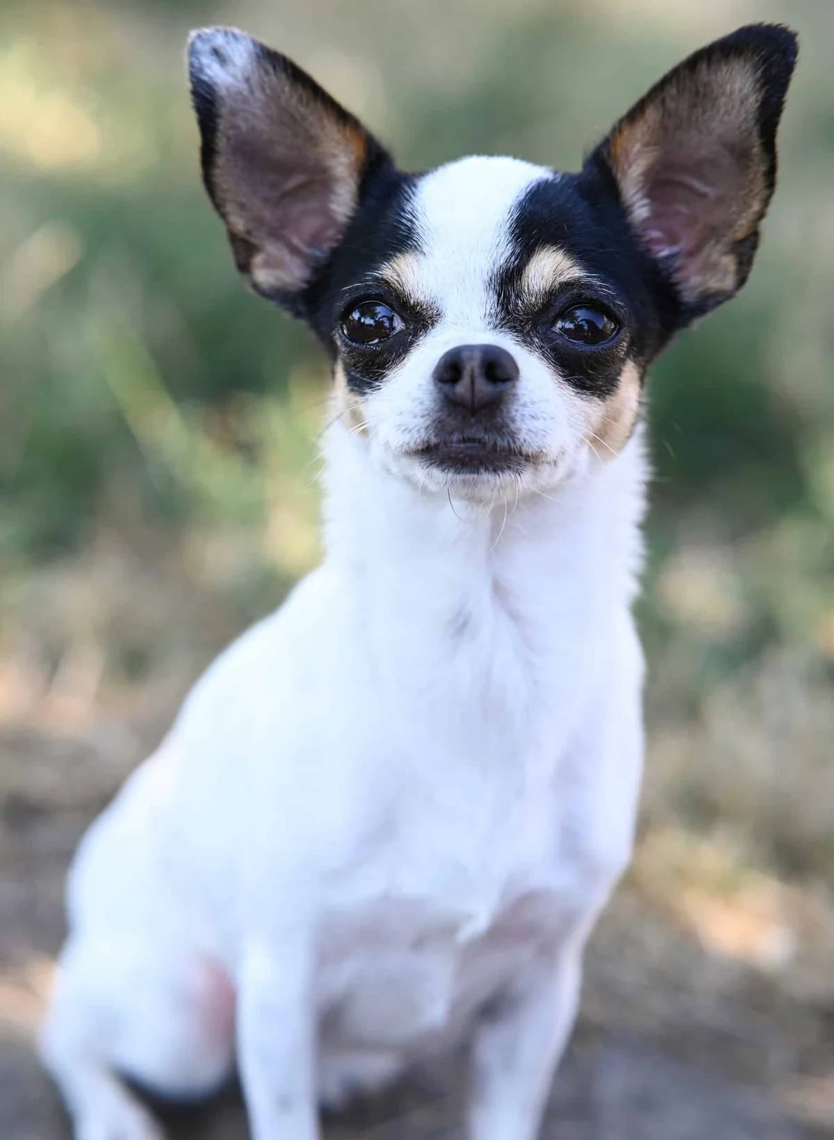 Tonic (& Gin), female Chihuahua for adoption at TierQuarTier Wien, Vienna
