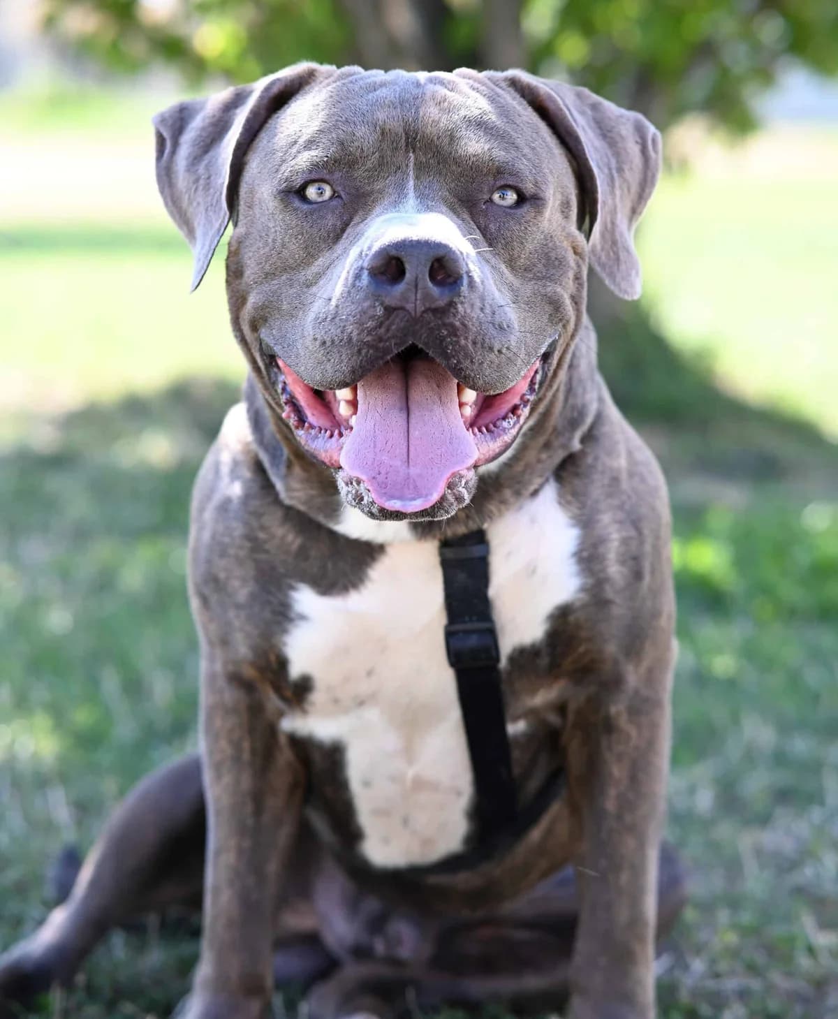 Tuna, male American Staffordshire Terrier for adoption at TierQuarTier Wien, Vienna