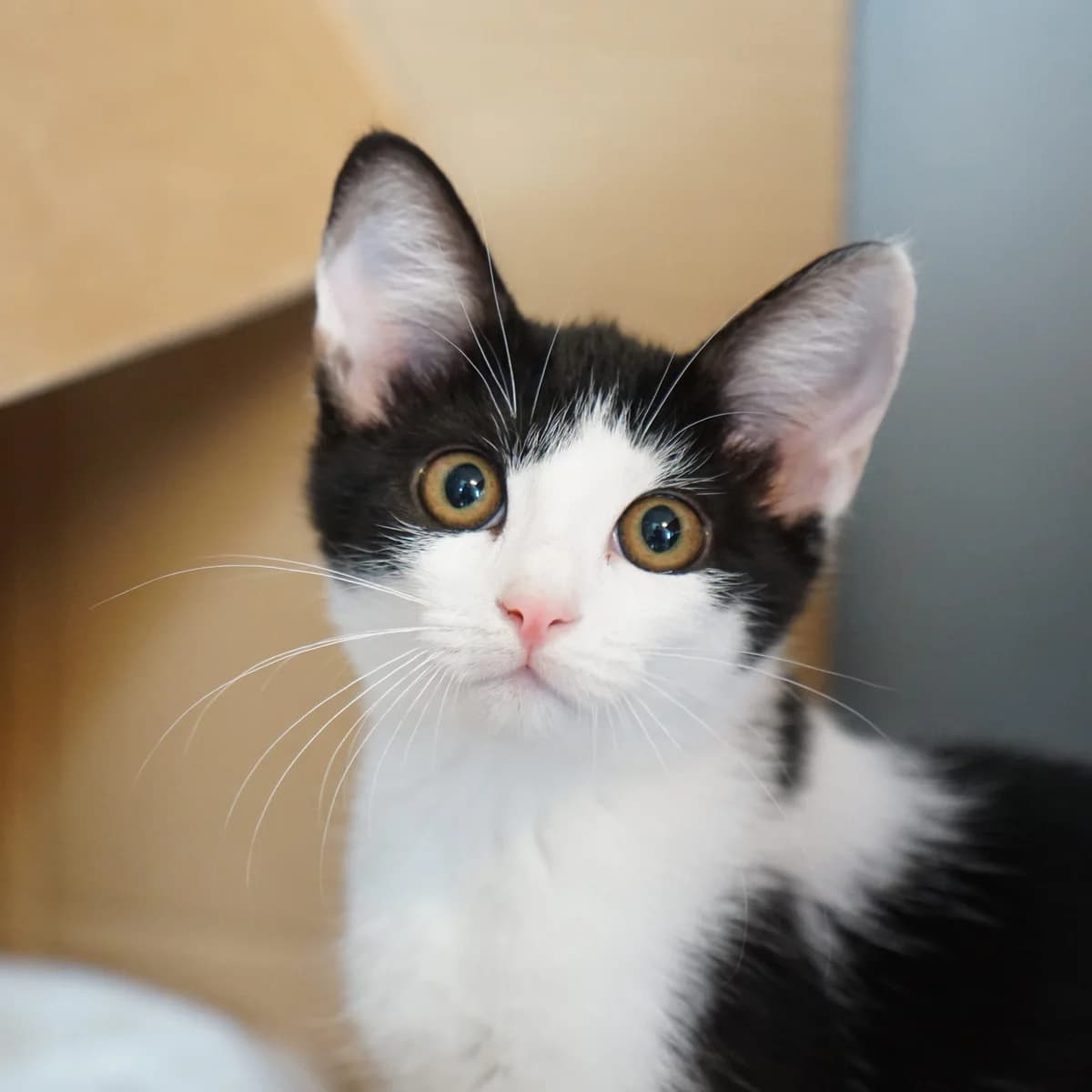 Udine (und Nixe), female mixed breed for adoption at TierQuarTier Wien, Vienna