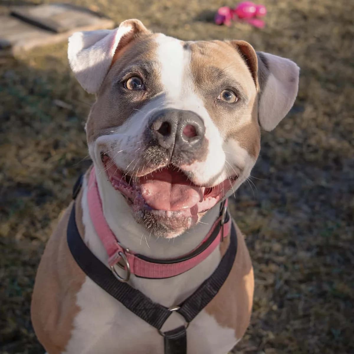 Vitany, female American Staffordshire Terrier for adoption at TierQuarTier Wien, Vienna